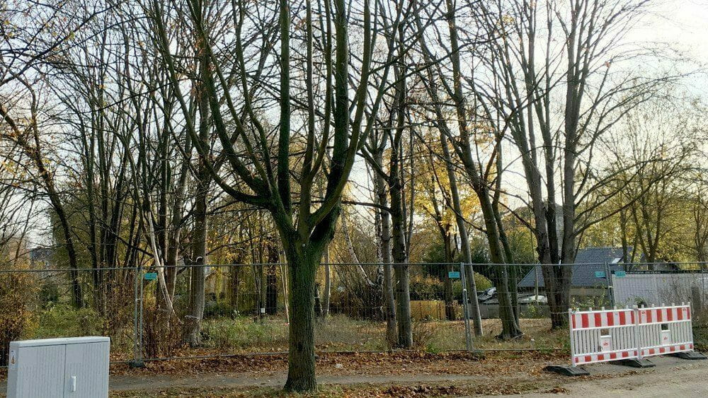 Screenshot Großstadt-Baum